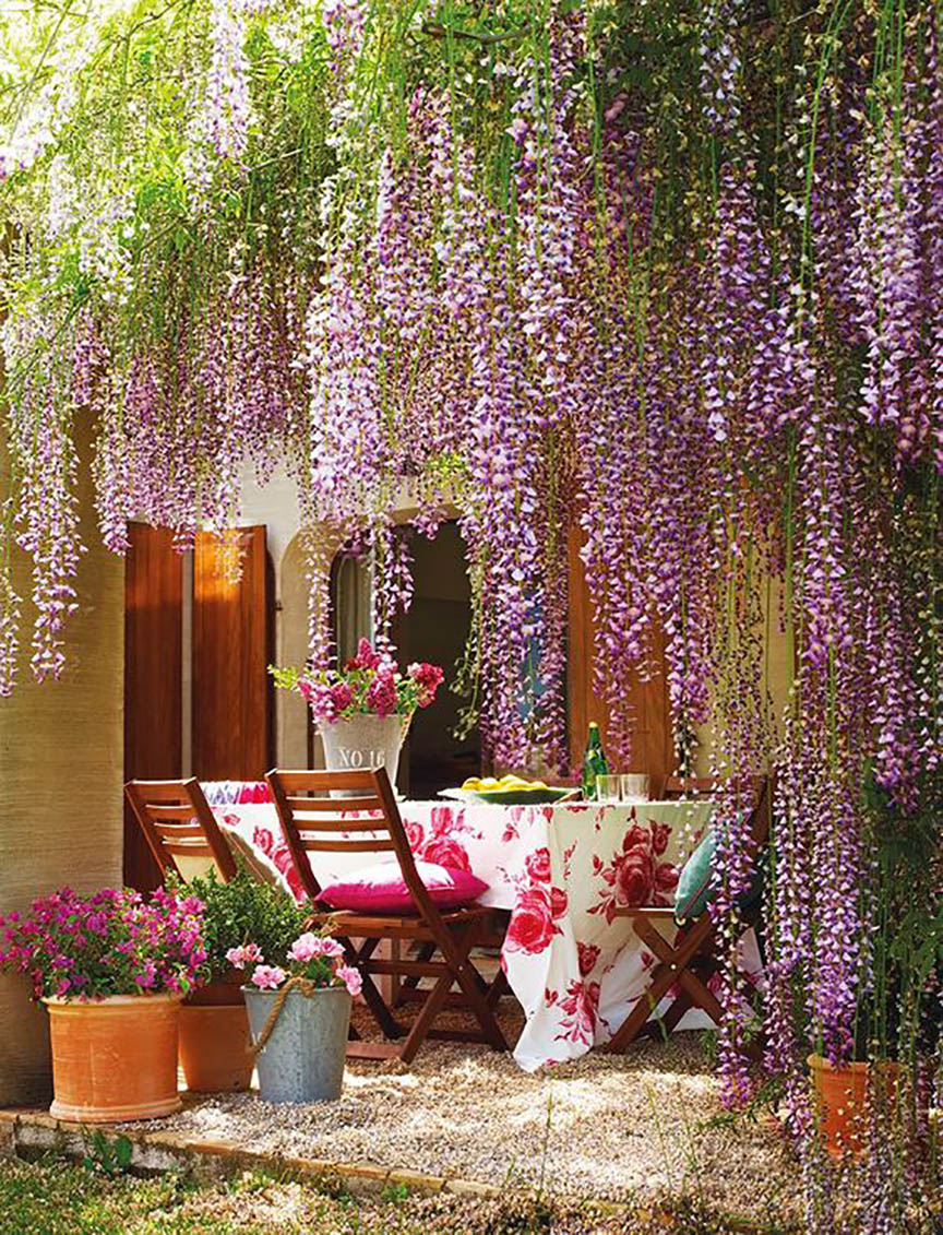 plantas para jardín, yosíquesé